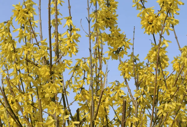 Gewone Forsythia Forsythia Intermedia Oleaceae — Stockfoto