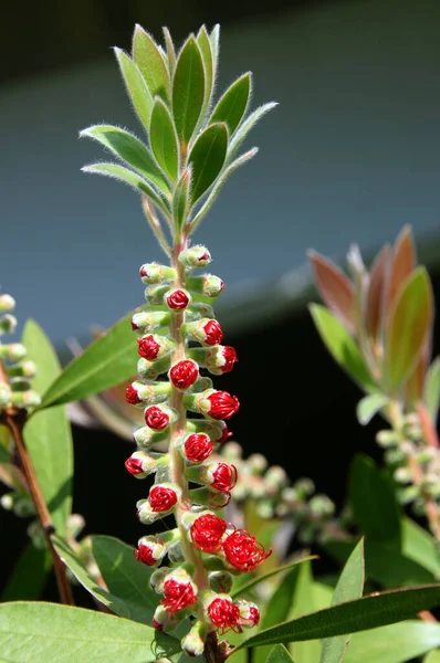 Vackra Blommor Blommigt Koncept Bakgrund — Stockfoto