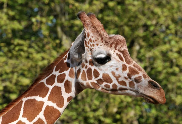 Yüksek Zürafa Hayvanı Afrika Otçul Memelisi — Stok fotoğraf