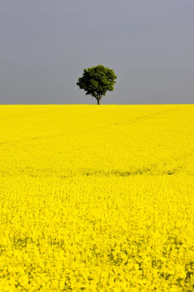 2011 Ранкове Поле Зґвалтування Поблизу Озера Баварія — стокове фото