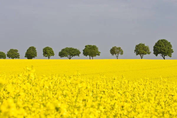 2011 Bidang Pemerkosaan Pagi Dekat Freising Bavaria — Stok Foto