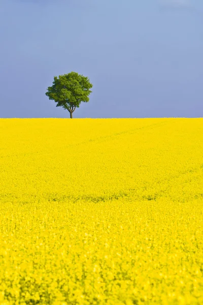 2011 Morning Rape Field Freising Bavaria — стоковое фото