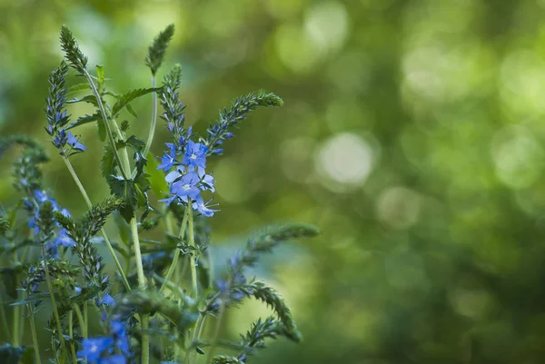 Piękne Botaniczne Ujęcie Naturalna Tapeta — Zdjęcie stockowe