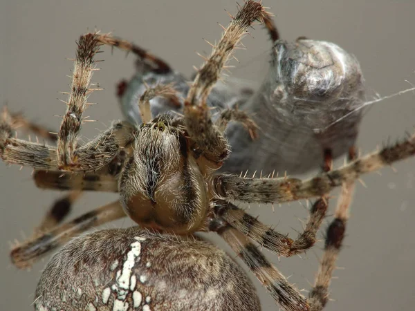 Gartenspinne Insektentier — Stockfoto