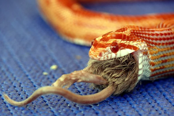 Primo Piano Serpente Nel Terrario — Foto Stock