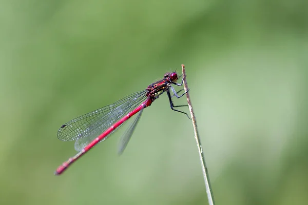 Insecte Libellule Petit Insecte Avec Des Ailes Dans Nature — Photo