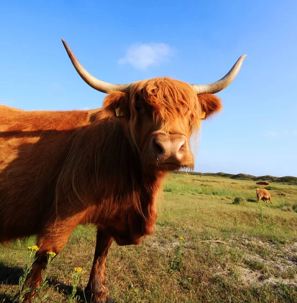 牧草地の家畜 — ストック写真