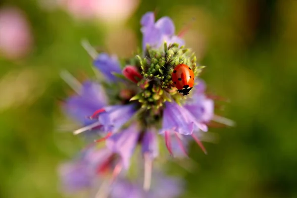 Vue Rapprochée Petit Insecte Coccinelle — Photo