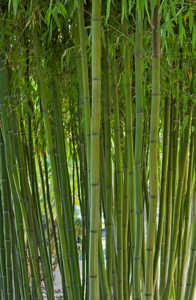 一丛丛绿竹树 — 图库照片
