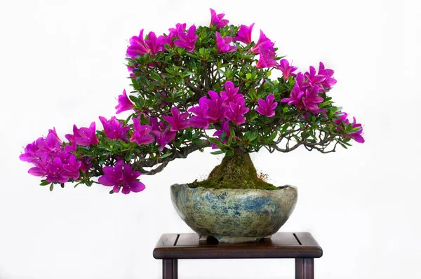 Bonsai Árvore Planta Crescimento — Fotografia de Stock