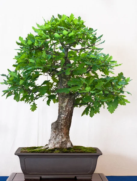Дерево Бонсай Растущее — стоковое фото