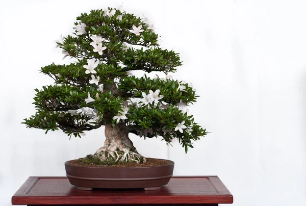 Bonsai Növekvő Növény — Stock Fotó