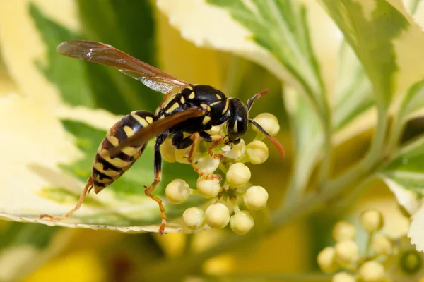 Wesp Tuin — Stockfoto