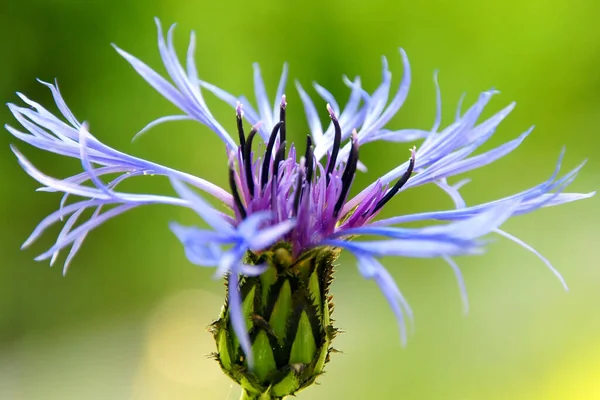 Scenisk Visning Majestetiske Alper – stockfoto