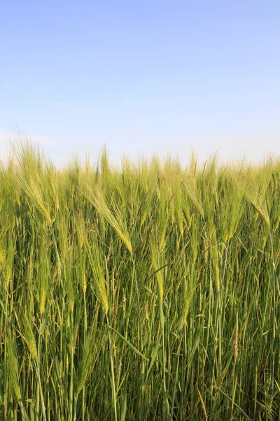 Campo Cereais Close — Fotografia de Stock