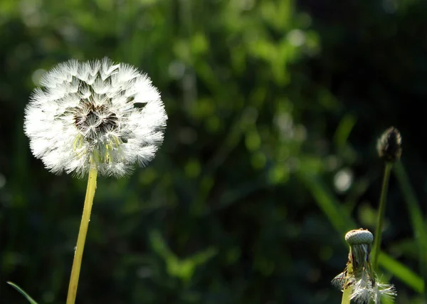 Prachtig Uitzicht Natuurlijke Paardebloem — Stockfoto