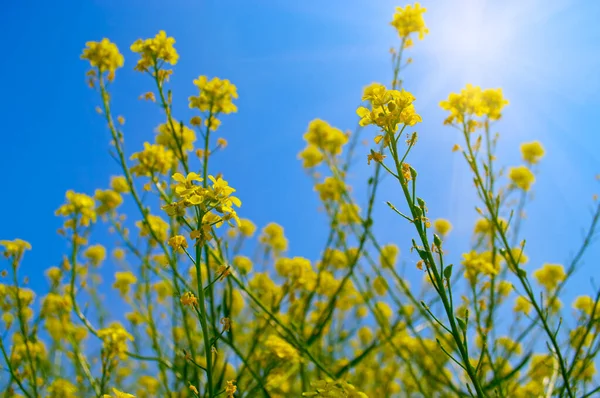 Campo Semi Oleosi Colza Produzione Biocarburanti — Foto Stock