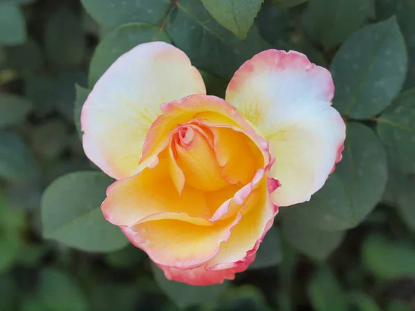 Rosa Flor Perenne Arbusto Vid Del Género Rosa Rosaceae — Foto de Stock