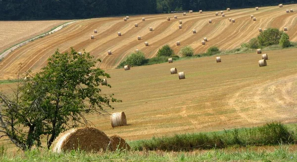 Paisagem Campo Agrícola Terra Rural — Fotografia de Stock