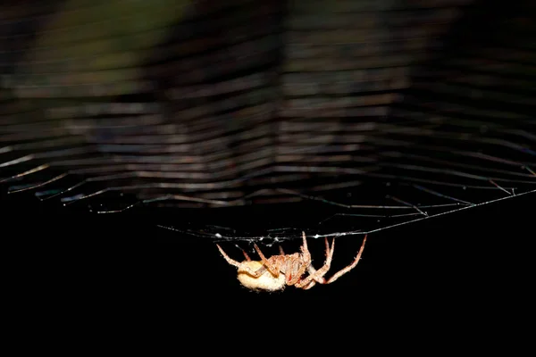 Αράχνη Ασημένιο Ιστό — Φωτογραφία Αρχείου