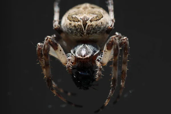 Çapraz Örümcek Ürpertici Örümcek Böcek — Stok fotoğraf