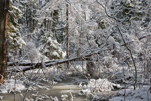 Floresta Neve Após Pântano Ficar Manhã Com Árvores Cobertas Neve — Fotografia de Stock
