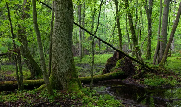 Natte Loofbomen Van Bialowieza Forest Met Voorgrond Essenboom Achtergrond Gewikkeld — Stockfoto