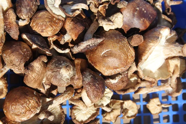 Organic Flat Mushrooms Closeup — Stock Photo, Image