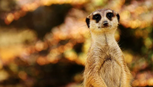 Πορτρέτο Του Ένα Meerkat — Φωτογραφία Αρχείου