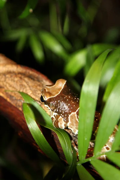 両生類の動物カエルの爬虫類 — ストック写真