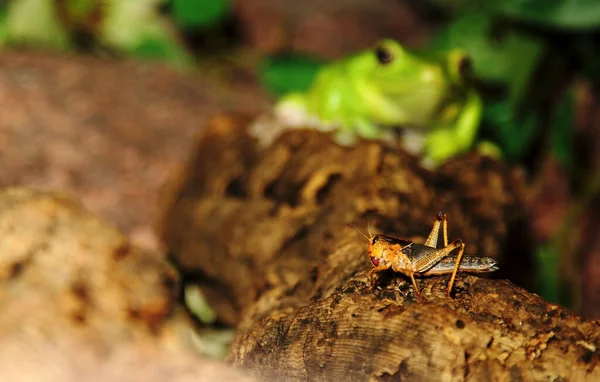 Insecto Gafanhoto Bicho Grilo — Fotografia de Stock