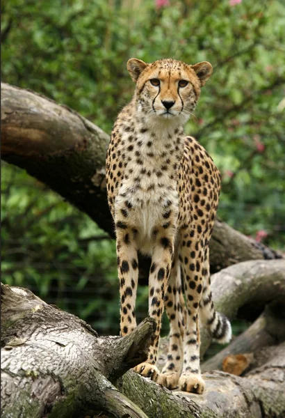 Gepardí Kočka Divoké Zvíře — Stock fotografie