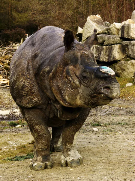 Animales Rinocerontes Vida Silvestre Flora Fauna — Foto de Stock