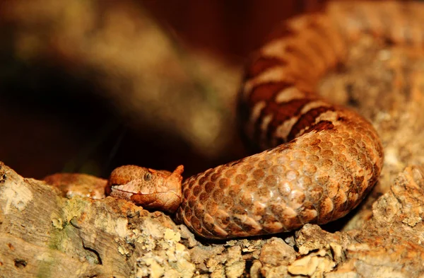 Serpente Perigosa Réptil Carnívoro — Fotografia de Stock