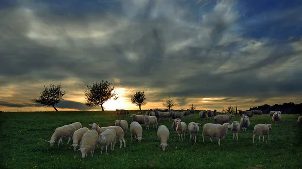 Πρόβατα Βαυαρικές Άλπεις — Φωτογραφία Αρχείου