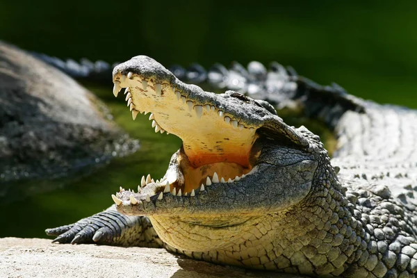 Crocodile Open Mouth — Stock Photo, Image
