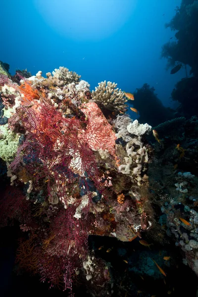 Korallzátony Hal Vörös Tengerben — Stock Fotó