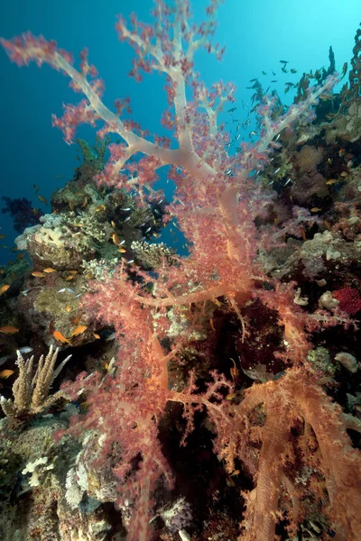 Korallzátony Hal Vörös Tengerben — Stock Fotó