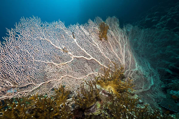 Abanico Mar Mar Rojo — Foto de Stock