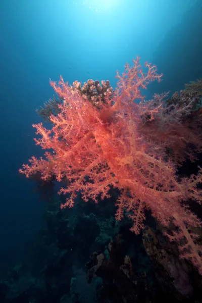 Puha Korall Hal Vörös Tengeren — Stock Fotó