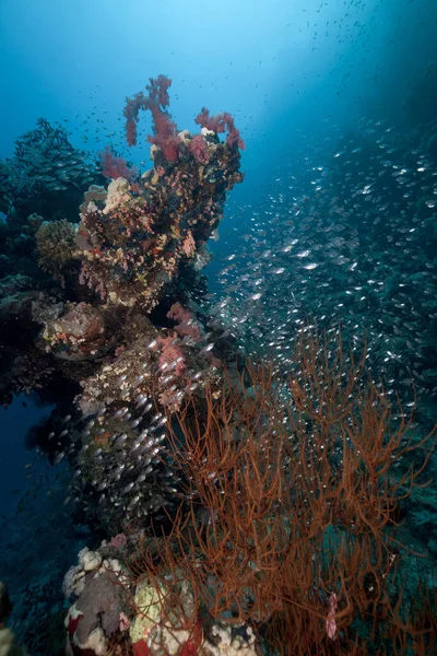 Üveghal Korallzátony Vörös Tengeren — Stock Fotó