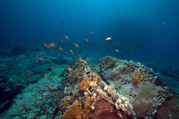 Cargo Yolanda Wreck Red Sea — Stock Photo, Image