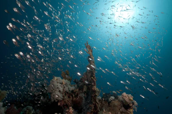 Poisson Verre Récif Corallien Dans Mer Rouge — Photo