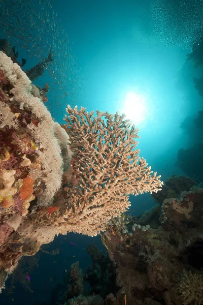 Üveghal Korallzátony Vörös Tengeren — Stock Fotó