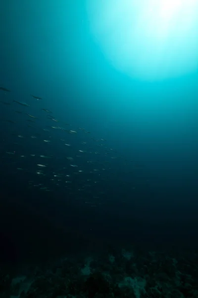 Fusiliers Océan Dans Mer Rouge — Photo