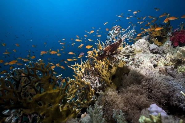 Lionfish Och Koraller Röda Havet — Stockfoto