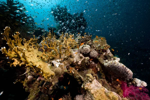 Arrecife Coral Peces Arrecife Mar Rojo — Foto de Stock