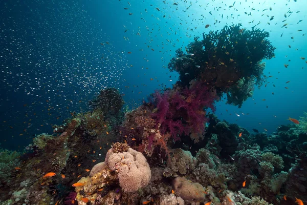 Korallzátony Zátonyhal Vörös Tengeren — Stock Fotó