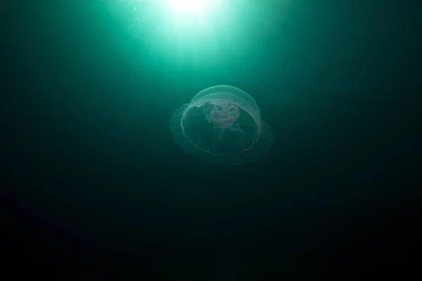 Vodní Medúzy Moře Pod Vodou Mořský Život Stvoření — Stock fotografie