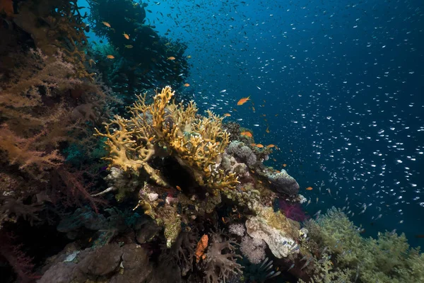 Korallzátony Zátonyhal Vörös Tengeren — Stock Fotó